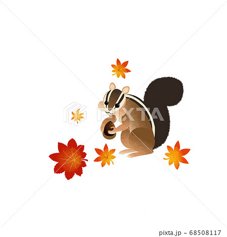 秋の紅葉とシマリス 68508117
