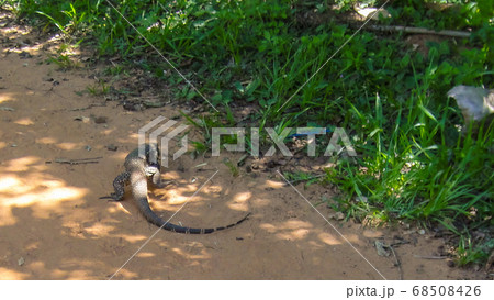 Giant Lizard monitor reptile walking in the jungle 68508426