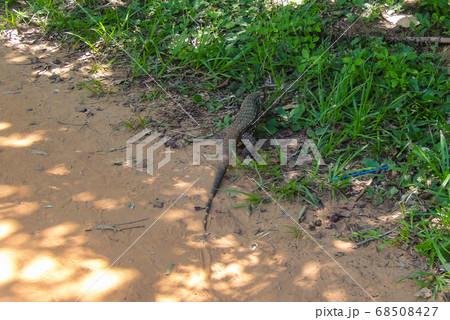 Giant Lizard monitor reptile walking in the jungle Giant Lizard monitor reptile walking in the jungle 68508427