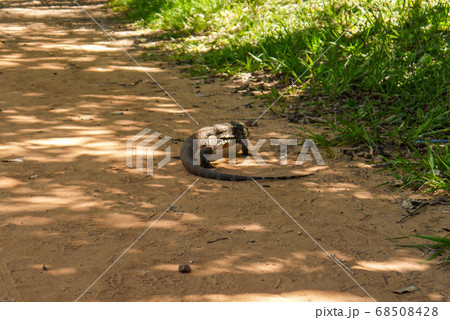 Giant Lizard monitor reptile walking in the jungle 68508428