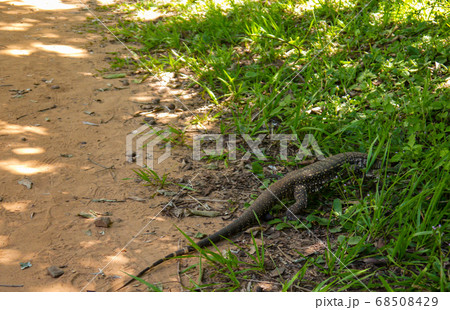 Giant Lizard monitor reptile walking in the jungle 68508429