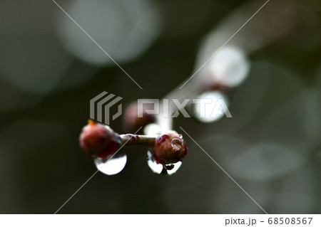 にわか雨後に樹木に光る水滴 68508567