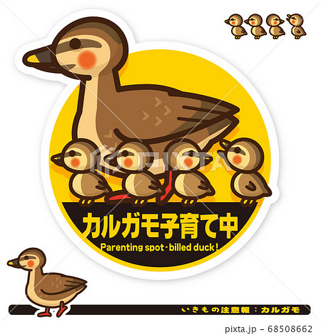 いきもの注意報 カルガモ子育て中サインのイラスト素材