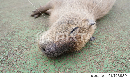 伊豆シャボテン公園で寝ていたカピバラ 68508889