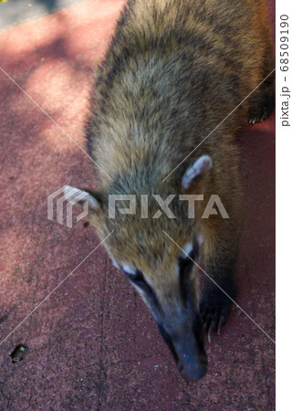 Little south american Coati at Iguazu Falls in Iguazu national park in Argentina 68509190