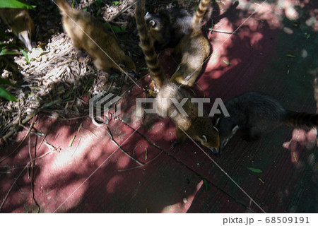 Little south american Coati at Iguazu Falls in Iguazu national park in Argentina 68509191