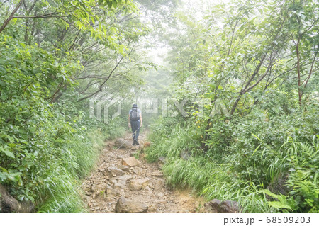 hiker walking along a forest trail 68509203