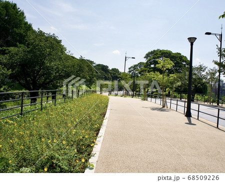 代官町通りの黄色いお花 代官町通りの黄色いお花 68509226