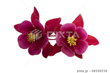 aquilegia flower isolated aquilegia flower isolated 68509356
