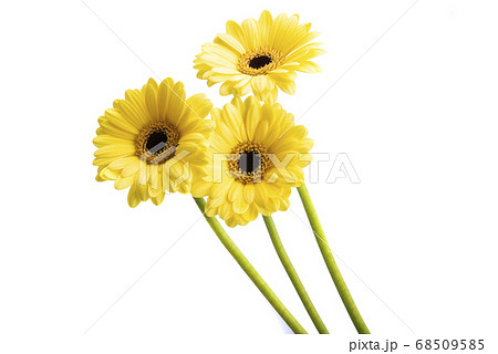 yellow gerbera isolated yellow gerbera isolated 68509585