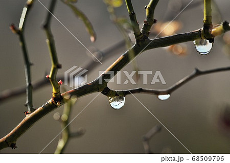 にわか雨後に樹木に光る水滴の写真素材 [68509796] - PIXTA