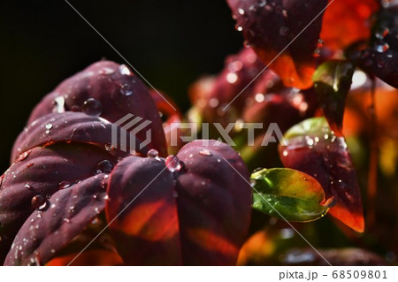 にわか雨後に紅葉する葉っぱに光る水滴 68509801