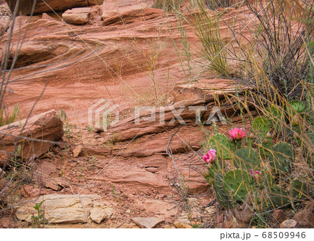 Different grasses and a Katus with pink flowers 68509946