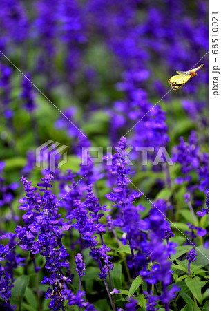 広島県世羅農園のラベンダーと蜂の写真素材