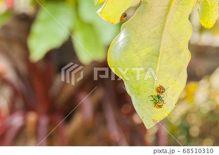 close up ladybug or beetle on leave 68510310