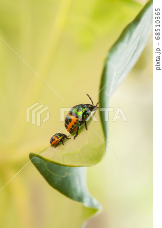 close up ladybug or beetle on leave 68510365