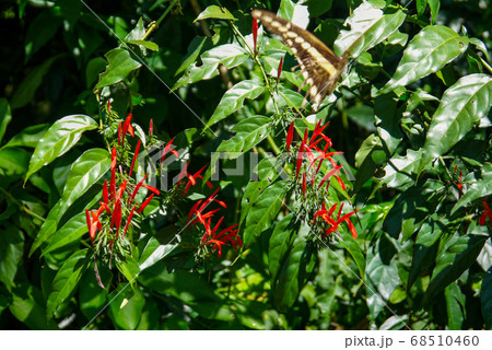 red blossoming flower at the garden 68510460