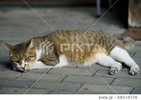 ノラ猫 ノラ猫 68510726