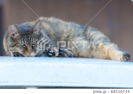 ノラ猫4 ノラ猫4 68510734