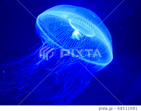 生物写真　魚魚介類　オワンクラゲ　水中写真　水族館 68511091