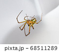 巣を張るチュウガタシロカネグモ（Leucauge blanda） 68511289