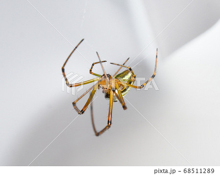 巣を張るチュウガタシロカネグモ Leucauge Blanda の写真素材