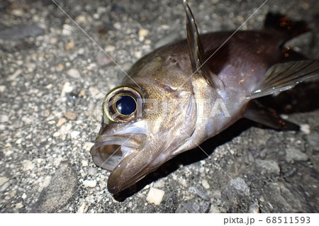 メバリングで釣れた魚 メバリングで釣れた魚 68511593