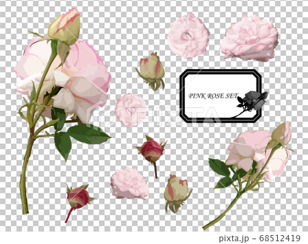 rose, bloom, blossom 68512419