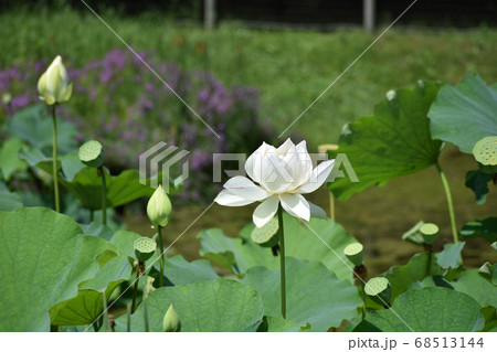 水辺に咲く白い蓮の花の写真素材