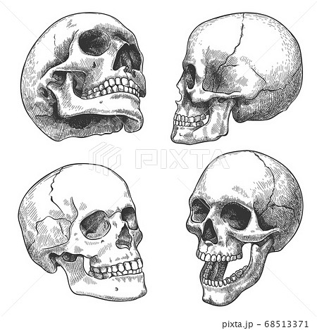 Hand Drawn Skull Sketch Anatomical Skulls In のイラスト素材