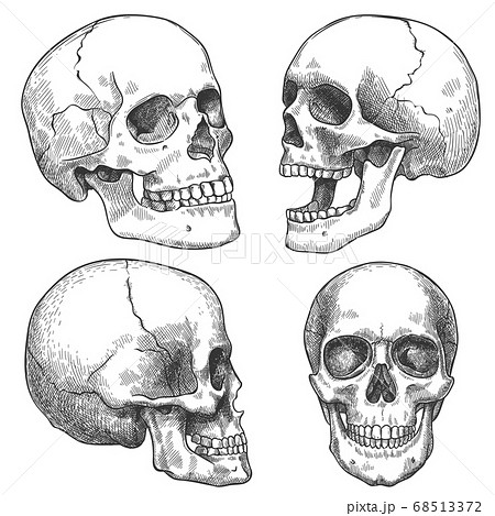 Sketch skull. Hand drawn anatomical skulls in different projection, monochrome tattoo artwork, anatomy face halloween horror vector elements 68513372