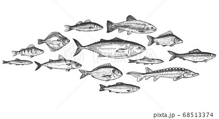 Fish school. Hand drawn fishes shoal, underwater marine ecosystem, sea and river inhabitants vintage engraved style vector set 68513374