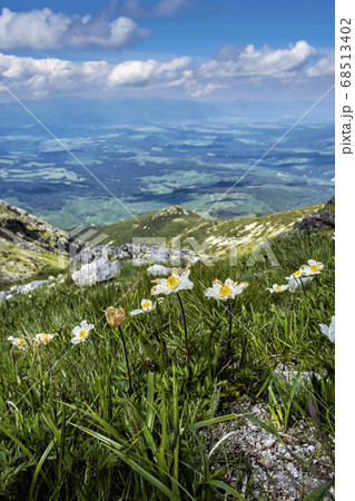 Dryas octopetala flowers, High Tatras, Slovakia Dryas octopetala flowers, High Tatras, Slovakia 68513402