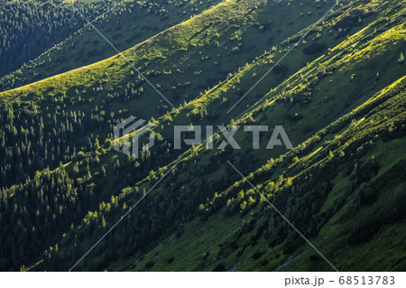 Sunrise in coniferous forest, Western Tatras 68513783