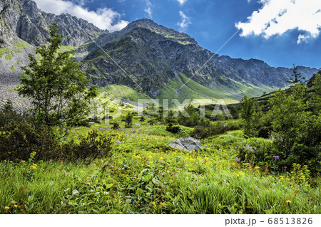 Flowering meadow, Sad valley, Western Tatras, 68513826