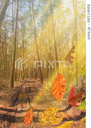Colorful autumn leaves in freefall. Autumnal mood Colorful autumn leaves in freefall. Autumnal mood 68514668