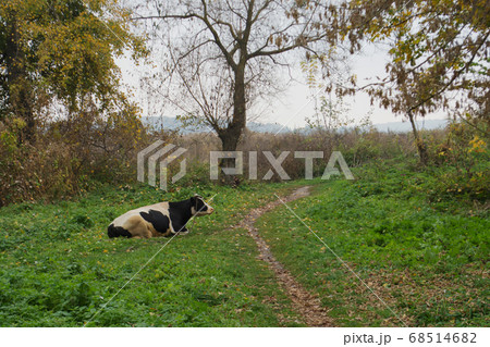 Cow grazing on grass. cow in a green farm yard 68514682