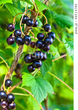 black currant, ripe berries on a branch 68514760