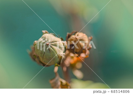 Brown seed pods on Hibiscus plant. Hibiscus flower 68514806