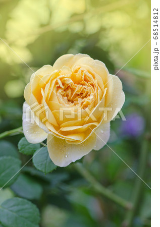 Beautiful orange yellow roses in the garden 68514812