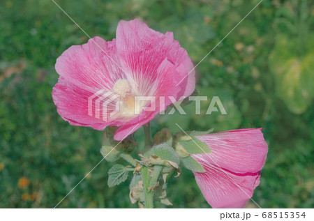 Pink hollyhock or Althaea rosea flower blossoms 68515354