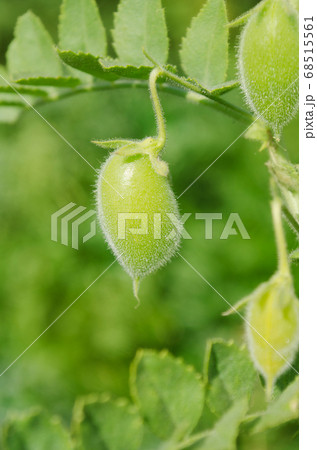 Chickpea or chick pea with plant. Cicer arietinum Chickpea or chick pea with plant. Cicer arietinum 68515561