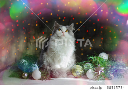 Cat in living room decorated for Christmas. Cat in living room decorated for Christmas. 68515734