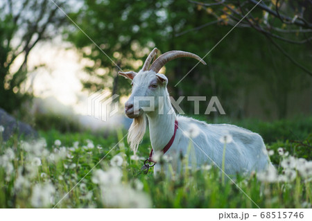 White goat going through the yard on a sunny day. 68515746