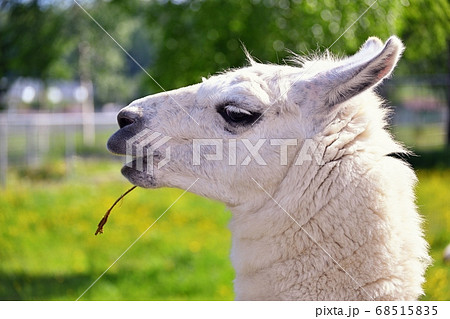 Alpaca portrait in nature zoo Alpaca portrait in nature zoo 68515835