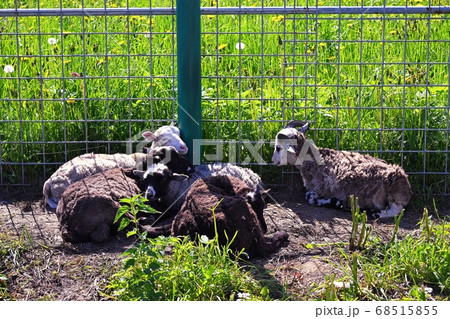 Ram, sheep lying on the grass Ram, sheep lying on the grass 68515855