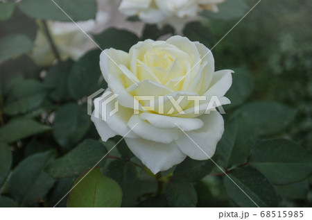 White blooming roses on the bush in rose garden 68515985