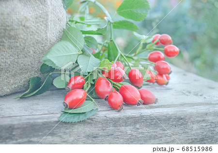 Dog rose on brown wooden background 68515986