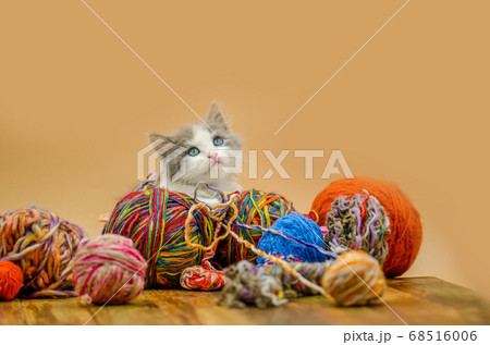 Cute cat with colorful wool yarn balls Cute cat with colorful wool yarn balls 68516006