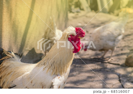 Close up head rooster. Close up of head chicken Close up head rooster. Close up of head chicken 68516007